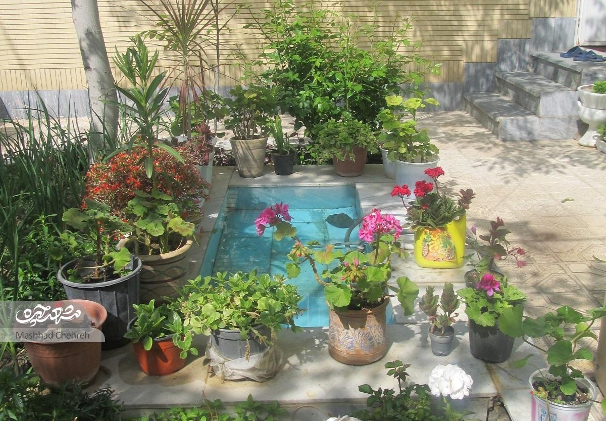 درخت و گلدانهای خانه شایسته خانم با مهربانی او جان گرفتهاند درخت و گلدانهای خانه شایسته خانم با مهربانی او جان گرفتهاند
