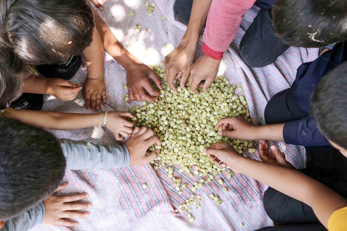 برکت درختان سیصدساله توت برای اهالی حاجیآباد برکت درختان سیصدساله توت برای اهالی حاجیآباد