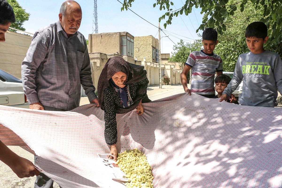 برکت درختان سیصدساله توت برای اهالی حاجیآباد برکت درختان سیصدساله توت برای اهالی حاجیآباد