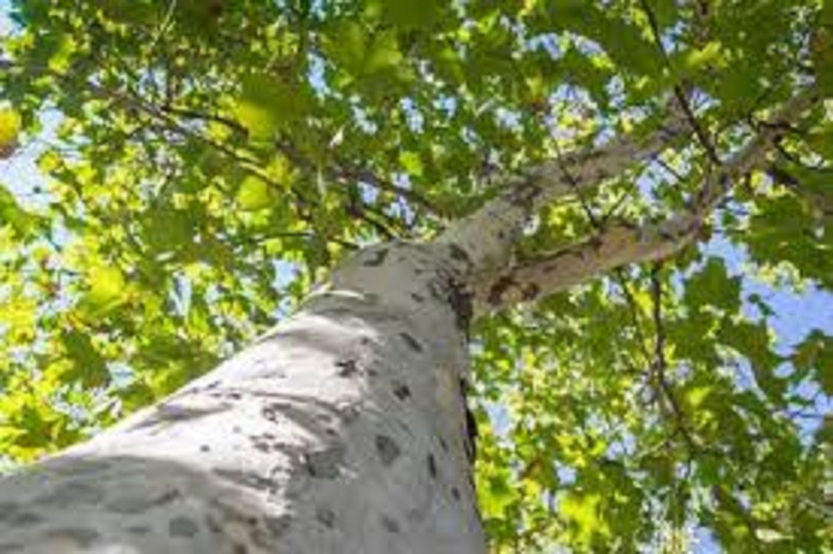 مرثیه ای برای چنارها مرثیه ای برای چنارها