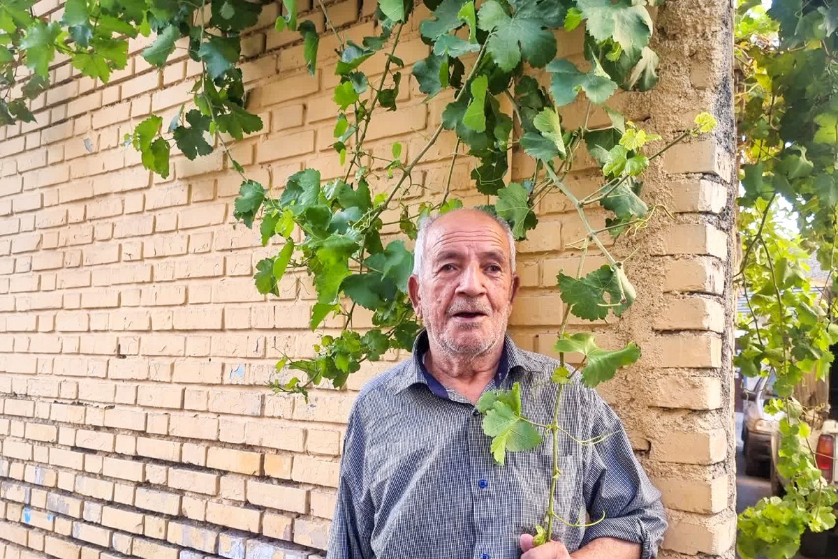 خرسند؛ کوچه باغ انگوری محله سمزقند خرسند؛ کوچه باغ انگوری محله سمزقند