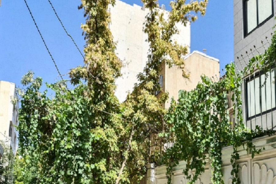 کوچه ای با درختان انگور