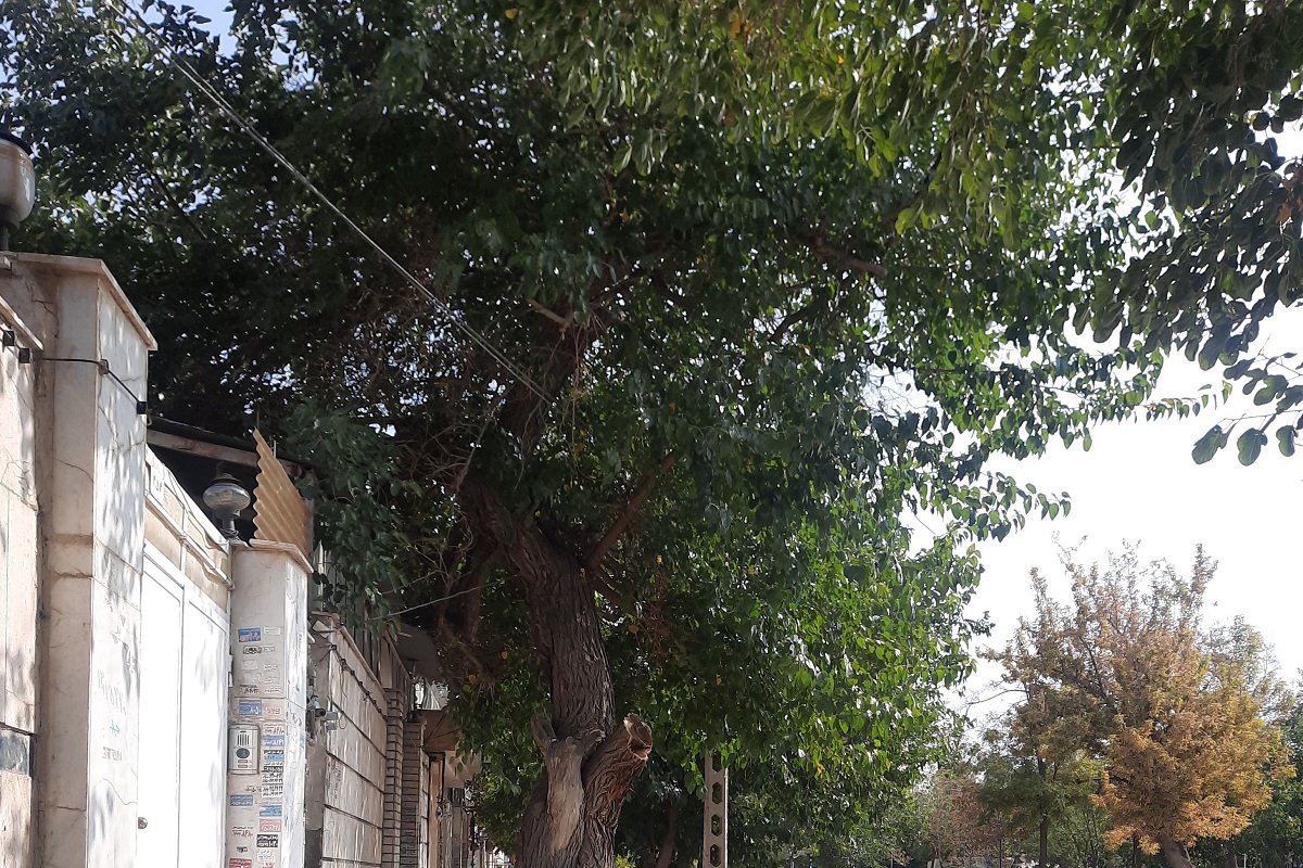 کوچه ۶۰ ساله پروین اعتصامی کوچه ۶۰ ساله پروین اعتصامی