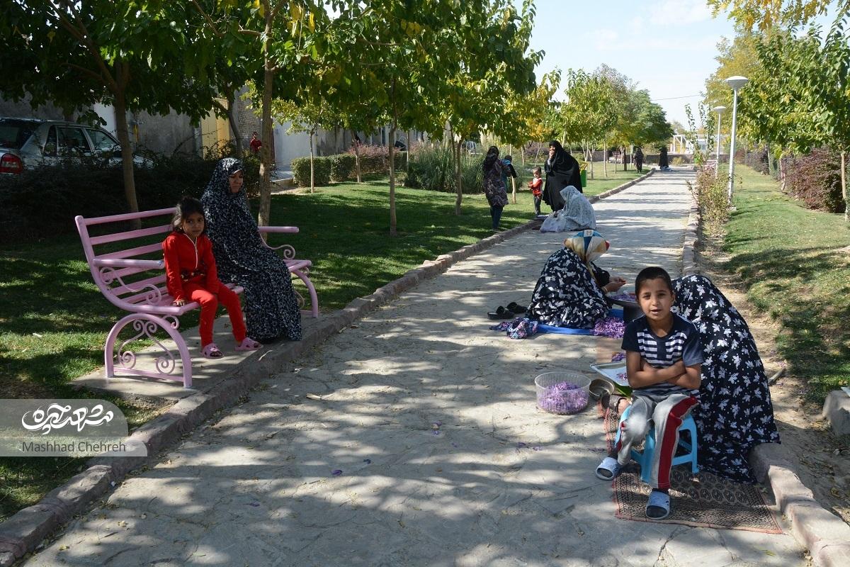 دروی؛ یادگاری از مزرعه درآبد و جوفروش دروی؛ یادگاری از مزرعه درآبد و جوفروش