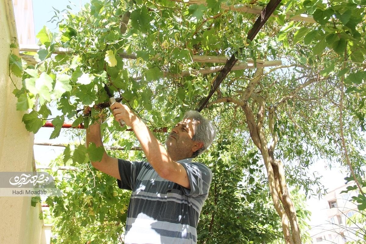 خانواده سبز در خانه پلاک ۲۳ خانواده سبز در خانه پلاک ۲۳