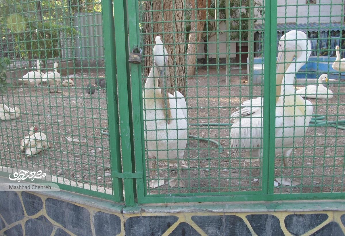 کمبودهــا در تنها باغ‌وحش مشهـد خودنمایی می‌کنند