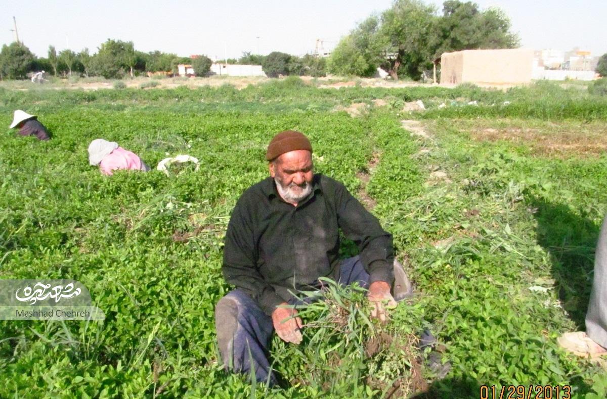 حاجرضای سبزیکار، واقف تنها مسجد محله تلگرد است حاجرضای سبزیکار، واقف تنها مسجد محله تلگرد است