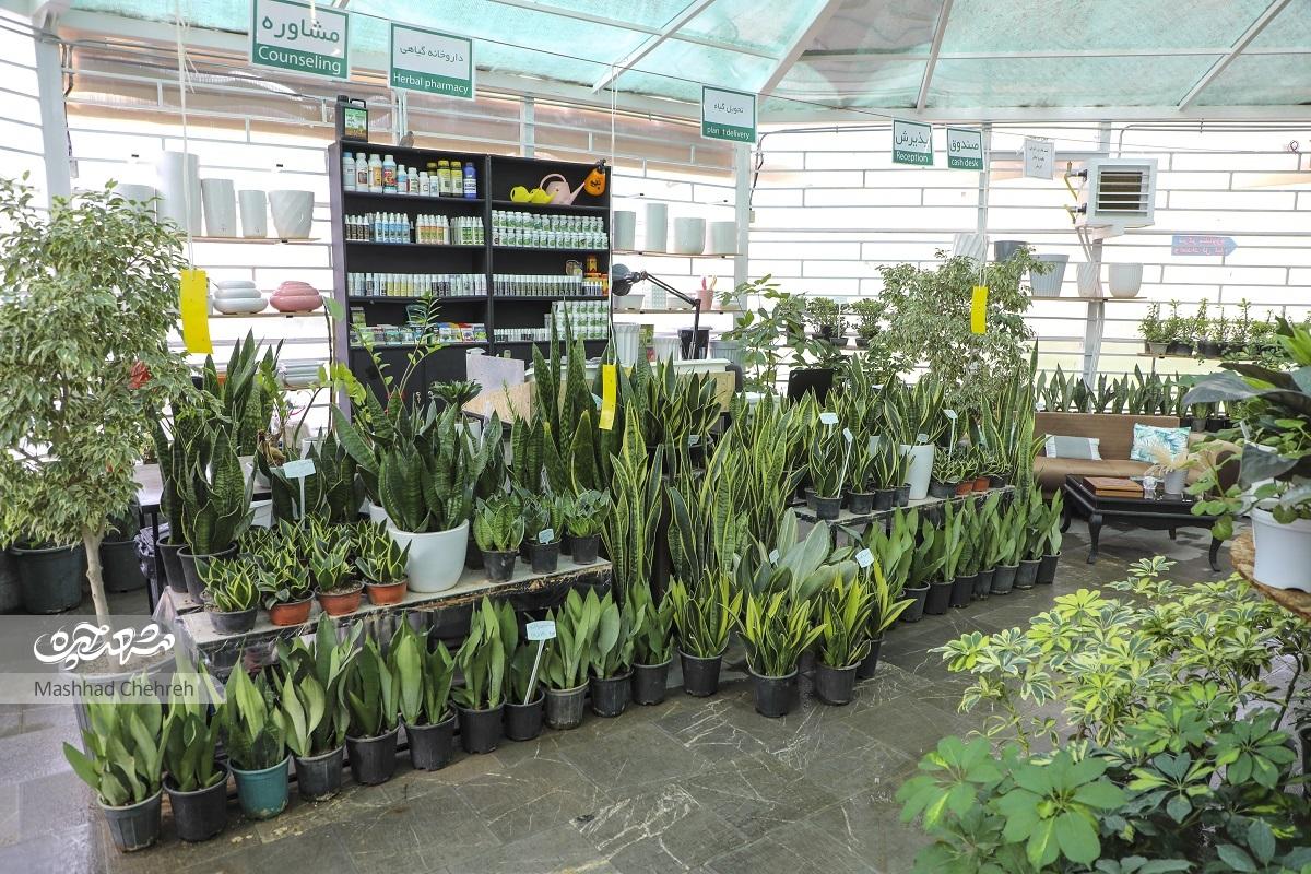 کلینیکی برای حال خوب گیاهان در حجاب کلینیکی برای حال خوب گیاهان در حجاب
