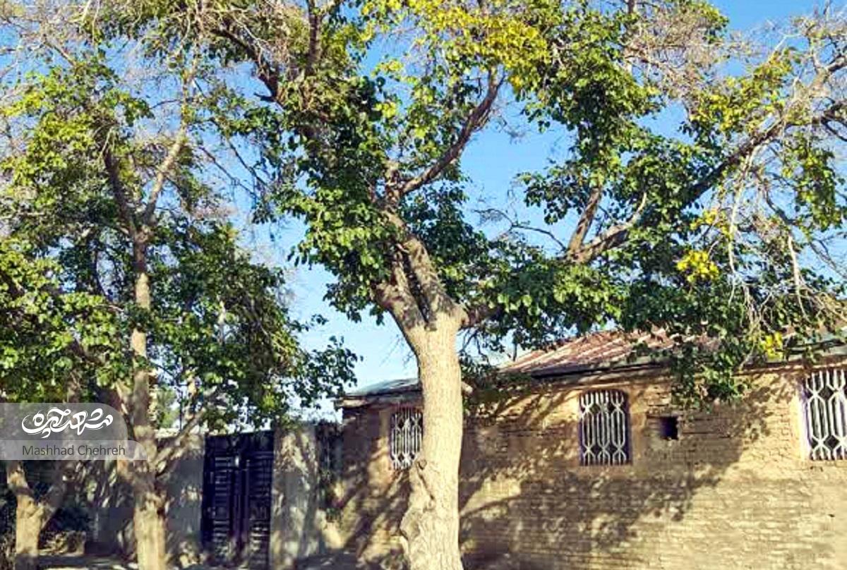 8دهه از زندگی‌ حاج عباس ربانی در روستای آبا و اجدادی‌اش می‌گذرد