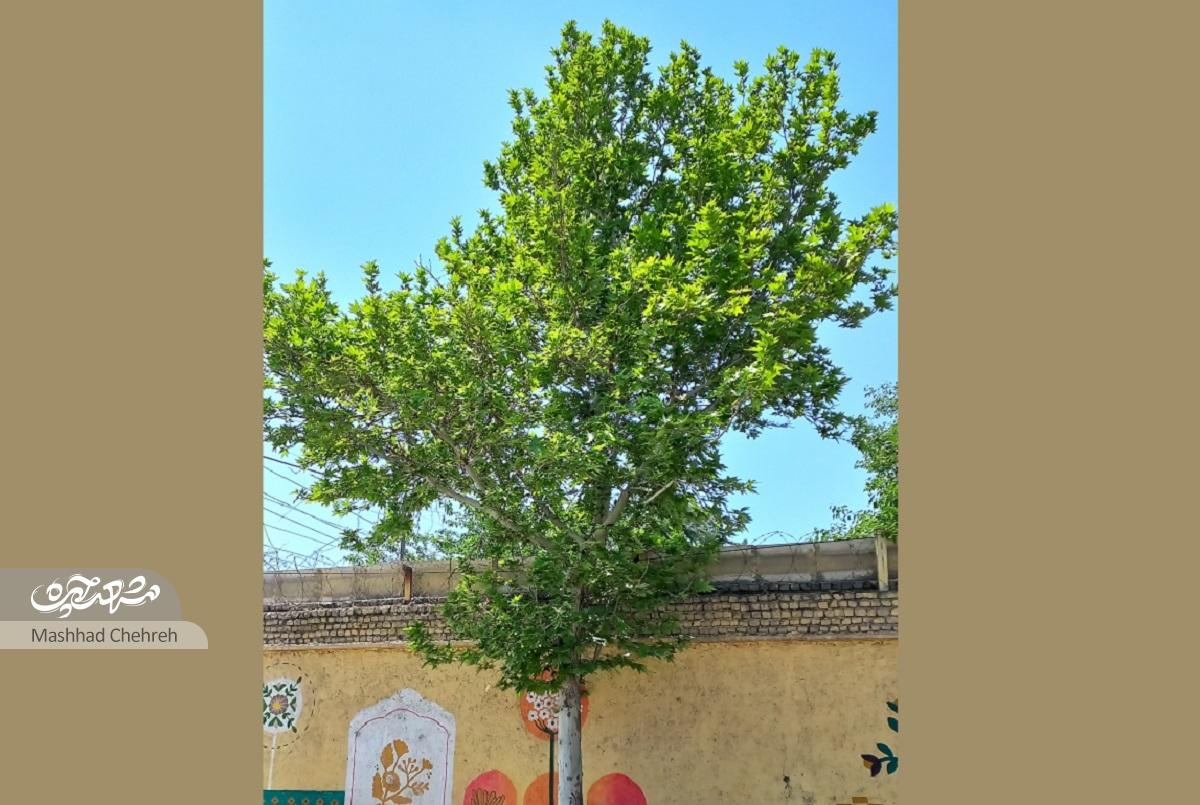 کوچه مدرسهها در محله عباسآباد کوچه مدرسهها در محله عباسآباد