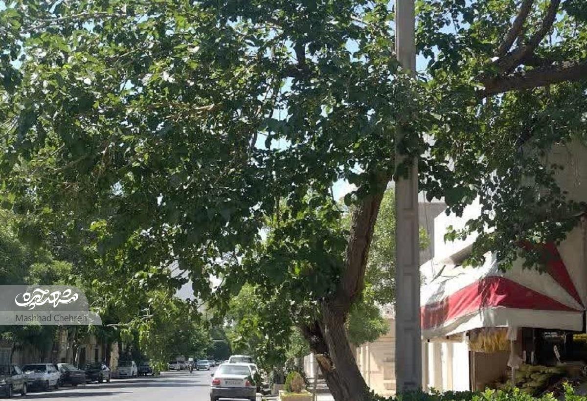 کوچه «باغ هاشمی» در کلاهدوز ۲۳