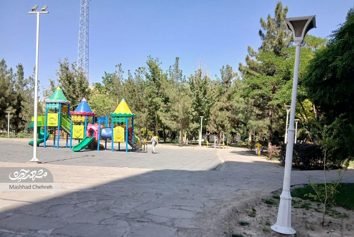 جمع درختان در کوچه ایثارگران جمع درختان در کوچه ایثارگران