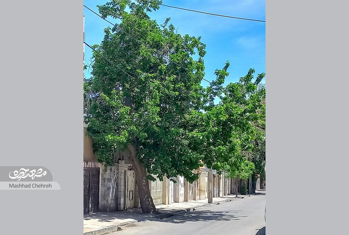زنده به معماری قدیم زنده به معماری قدیم