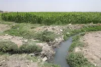 کشت مرگ در زمین‌های سبز کشف‌رود!