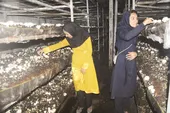 خواهران تولیدکننده قارچ&zwnj; با دست خالی صادرکننده شدند!