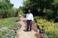 جوادآقا روزی ۲ هزار شاخه گل قلمه می‌زند