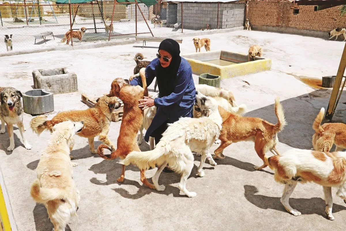 پناهگاه مهر، حامی سگ‌های بیمار است