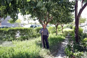 سرسبزی، هدیه آقا نعمت به اهالی محله شاهد