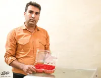 ابداع جوان محله پنجتن؛ خشک کردن زعفران با کاغذ گراف