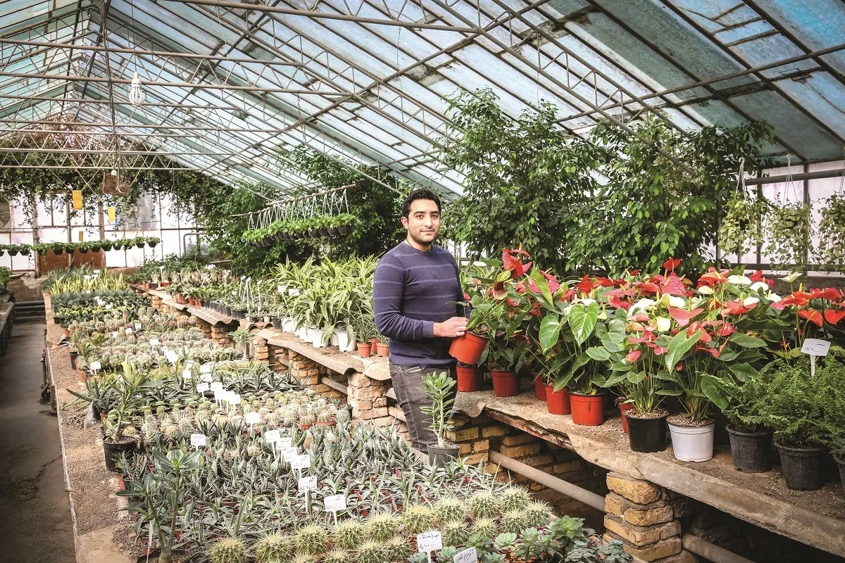 گل اردیبهشتی باغ مش ممدلی