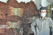 &laquo;نامی&raquo; بانی کشت جارو در محله مهرآباد مشهد شد