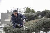 آرایشگر مهربان درختان