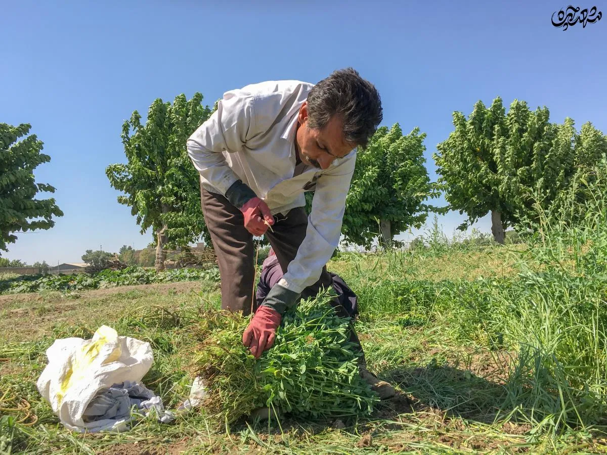 خانواده شاکری