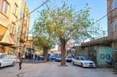 درختان توت محبوب اهالی اسماعیل&zwnj;آباد