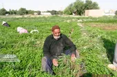 حاج&zwnj;رضای سبزی&zwnj;کار، واقف تنها مسجد محله تلگرد است