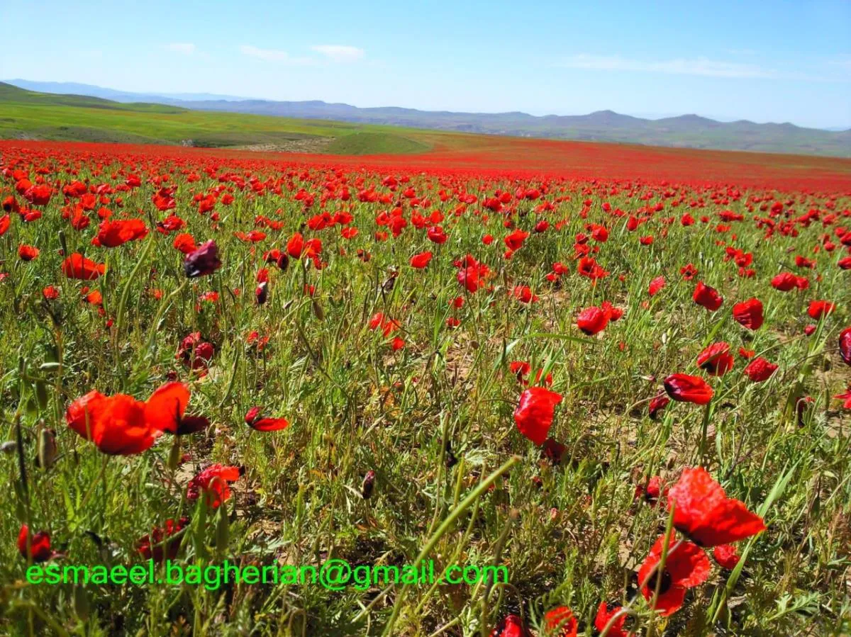 دشت شقایق قوچان به درگز