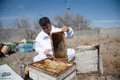 سفرکردن با زنبورها