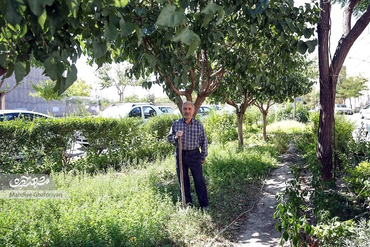 سرسبزی، هدیه آقا نعمت به اهالی محله شاهد