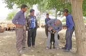 شیوع طاعون گاوی؛ بانی ایجاد شبکه دامپزشکی در مشهد