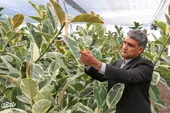 طراح اولین گلخانه بدون خاک در کشور 