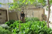 صدیقه خانم ۲۰ سال است، سبزی بازار را نخورده!