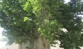 خاطرات فراموش شده چنارهای محله پاچنار