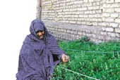 بوی خوش ریحان در محله ابوطالب